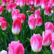 Pink and White Tulip Seeds