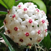 Wildflower Mix Hoya White Seeds