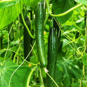 Japanese Cucumber Seeds