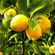 Yellow Lemon Seeds