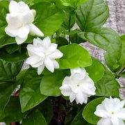Jasmine Seeds, Arabian Jasminum Sambac