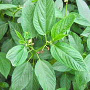 Egyptian Green Molokhia Seeds, Herbal