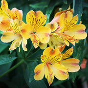 Peruvian Lily Alstroemeria Seeds