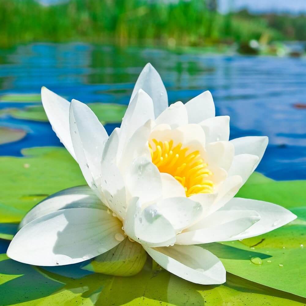 Water Lily Lotus Seeds