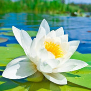 Water Lily Lotus Seeds