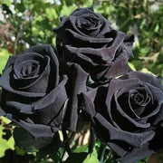 Black Rose Seeds