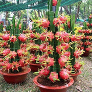 Parrot Seeds, Hylocereus undatus