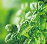 Aromatic Seeds, Bonsai Basil Seeds, Herbal