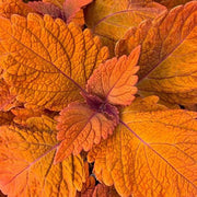 Deep Orange Coleus Seeds