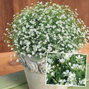 Green Gypsophila Seeds