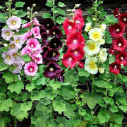 Giant Danish Mix Hollyhock Seeds