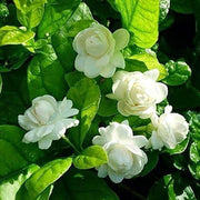 Jasmine Seeds, Arabian Jasminum Sambac