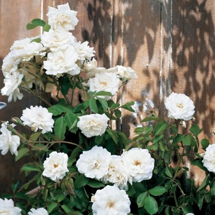 White Fairy Rose Seeds