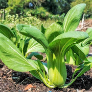 Pak Choi Seeds, Green