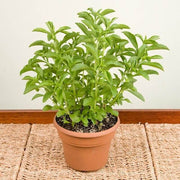 Stevia rebaudiana Stevia Seeds, Herbal