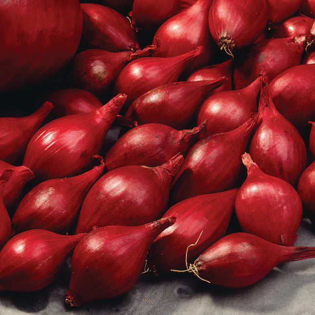 Red Torpedo Onion Seeds