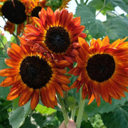Orange Sunflower Seeds
