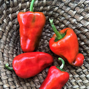 Leutschauer Paprika Pepper Seeds