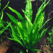 Java Fern Seeds