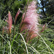 Pink Pampas Seeds