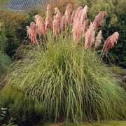 Pink Pampas Seeds