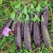 Sugar Magnolia Snap Pea Seeds