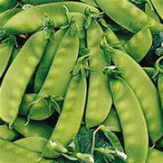 Oregon Sugar Pod Snow Pea Seeds