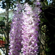 Wildflower Mix Rhynchostylis Seeds