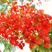 Flame Tree Royal Poinciana Seeds