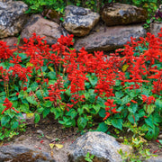 Coccinea Salvia Seeds