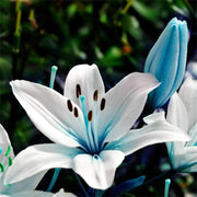 Blue Lily Seeds