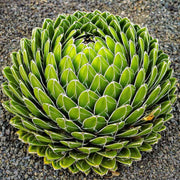 Green Victoria Agave Seeds, Herbal