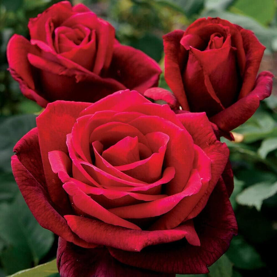Red Rose Seeds