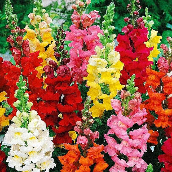 Mixed Colors Snapdragon Seeds