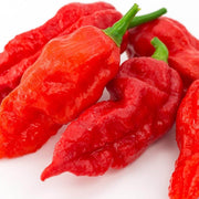 Heirloom Ghost Pepper Seeds