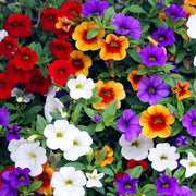 Petunia Seeds - For Home Gardens Seeds