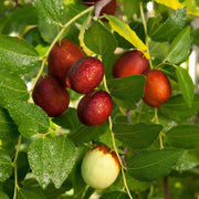 Shanlix Jujube Seeds