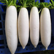 Heirloom Daikon Radish Seeds