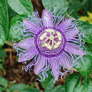 Purple Passion Passiflora Incarnata Seeds