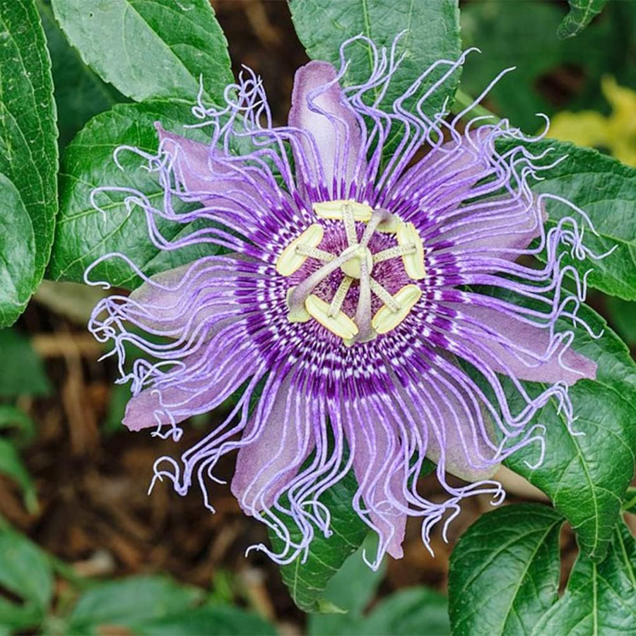 Purple Passion Passiflora Incarnata Seeds