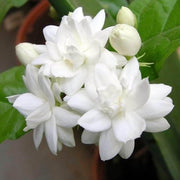 Arabian Fragrant Jasmine Seeds