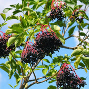 Black Elderberry Seeds, Herbal