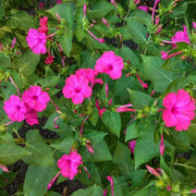 Pollinator Four O 'Clock Seeds