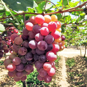 Red Grape Seeds