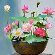 Mixed Lotus Seeds
