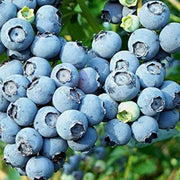 Vaccinium Blueberry Seeds