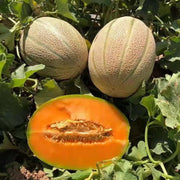 European Cantaloupe Melon Seeds