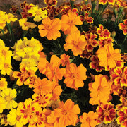 French Disco Mix Marigold Seeds