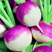 Purple Rutabaga Seeds