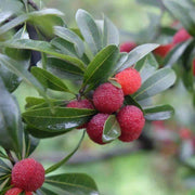 Arbutus Red Bayberry Seeds